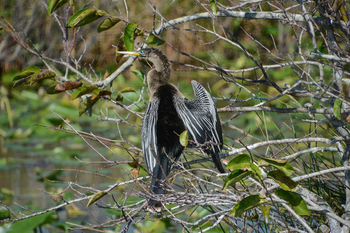 Anhinga - ML647888904