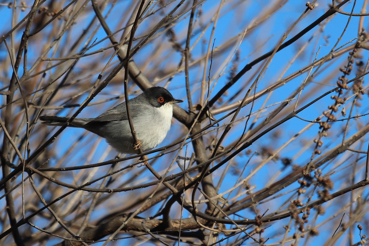 Sardinian Warbler - ML647888905