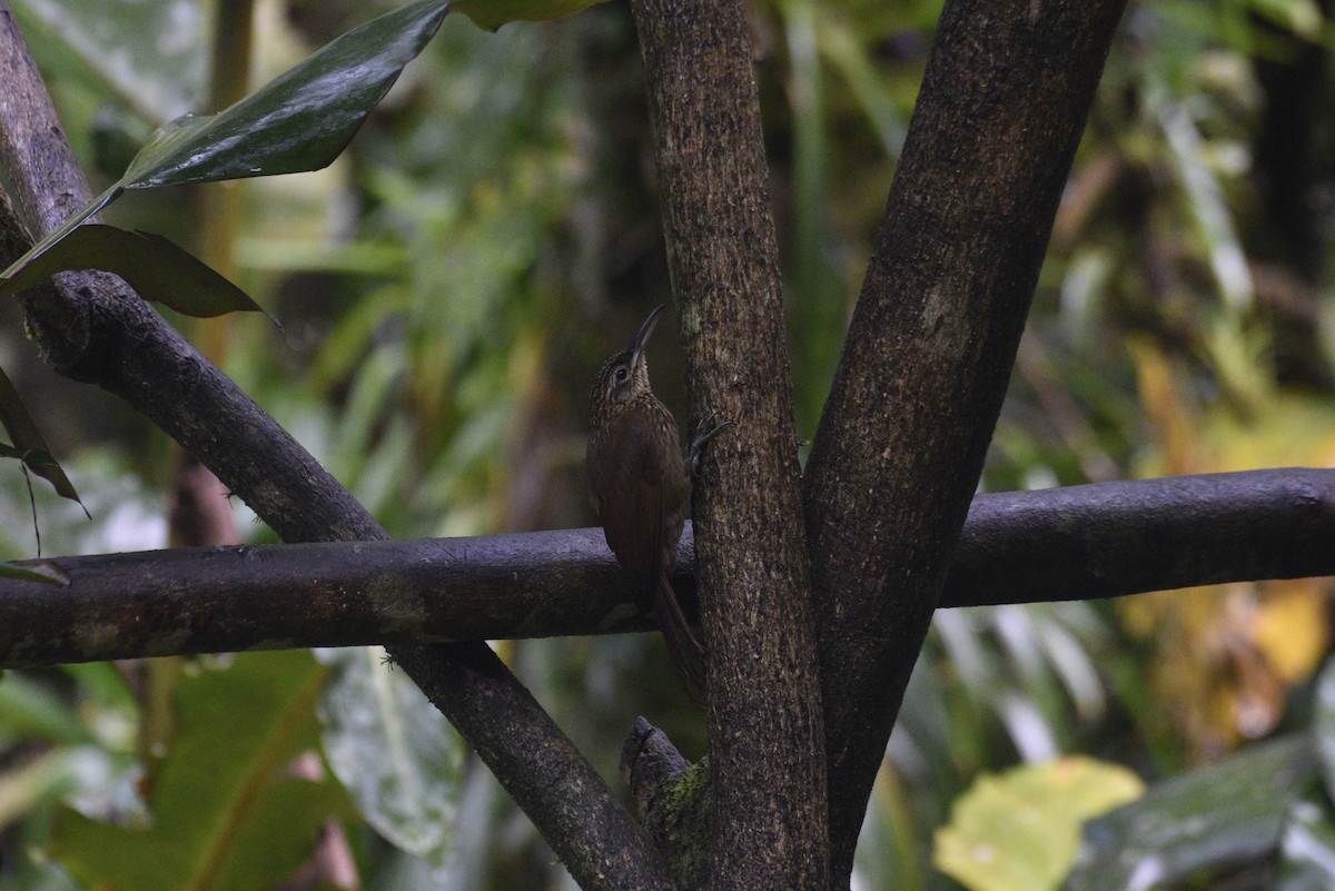 Cocoa Woodcreeper - ML647888906