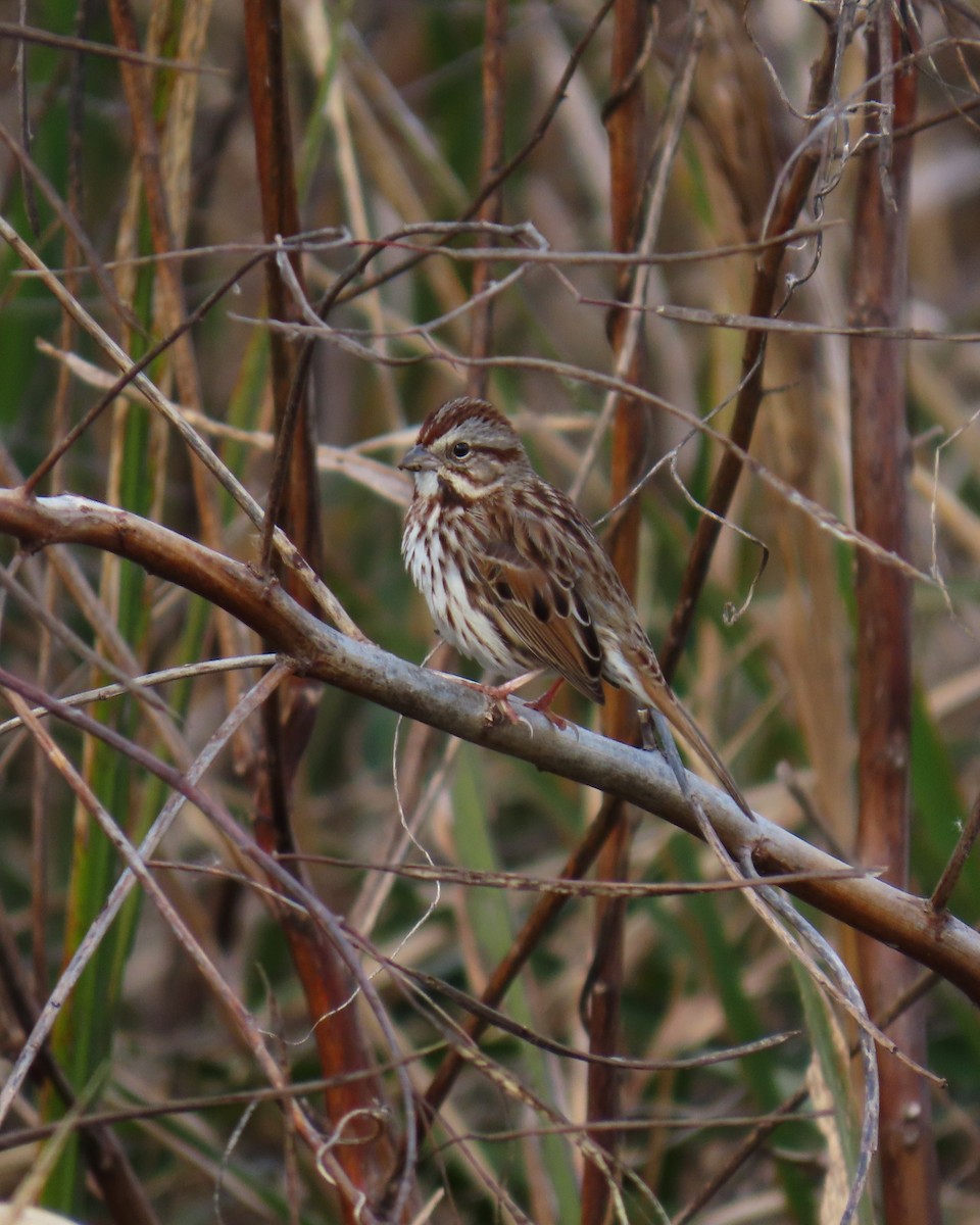 Song Sparrow - ML647888907