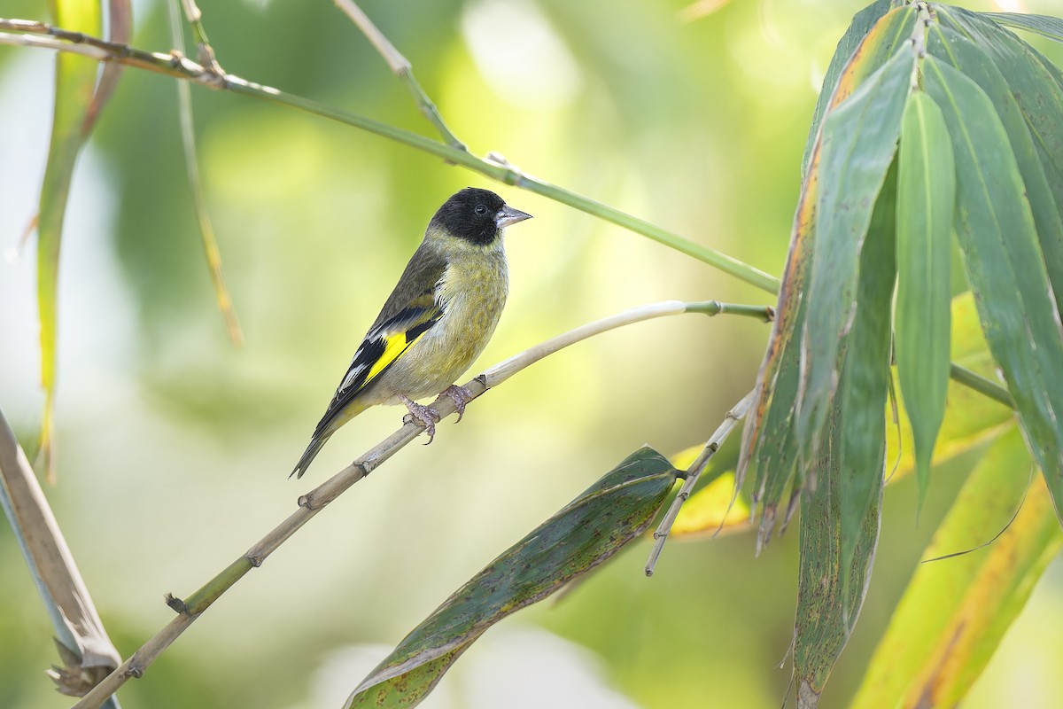 Black-headed Greenfinch - ML647888908