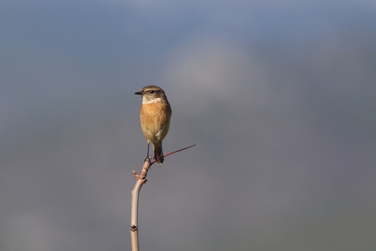 European Stonechat - ML647888909