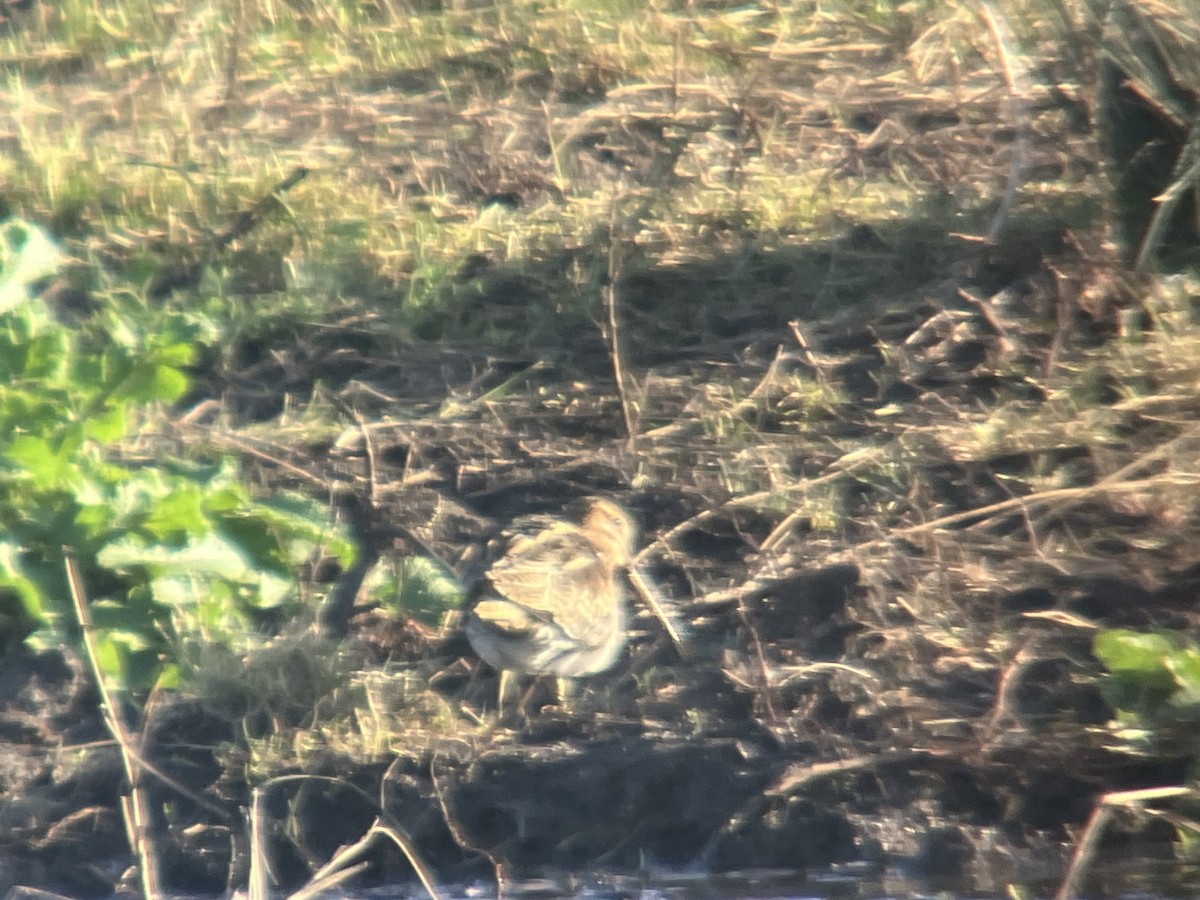Common Snipe - ML647888910