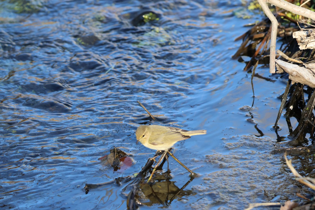 Common Chiffchaff - ML647888913