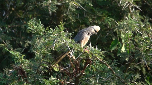 Чепіга білоголова - ML647888914