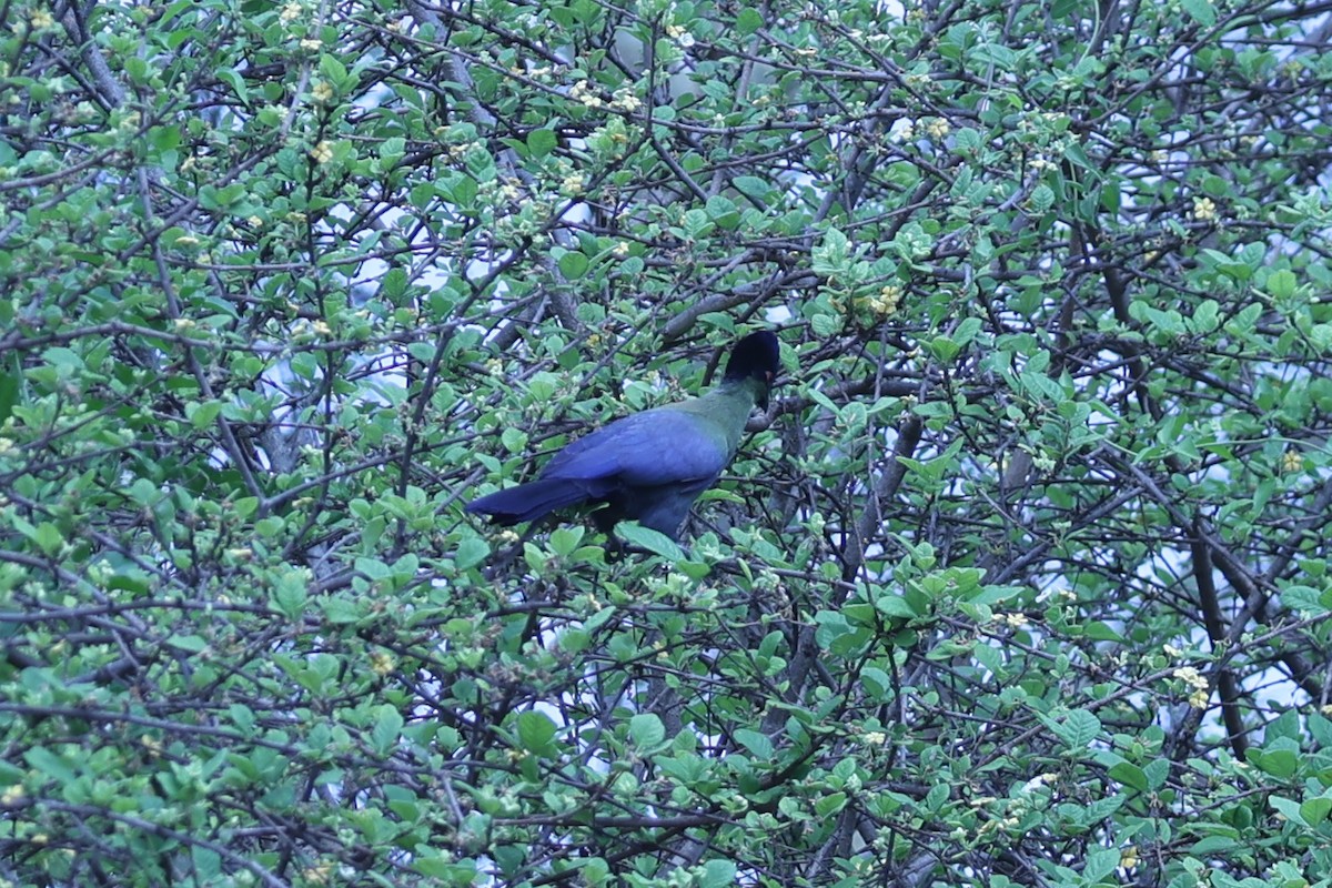 Purple-crested Turaco - ML647888915