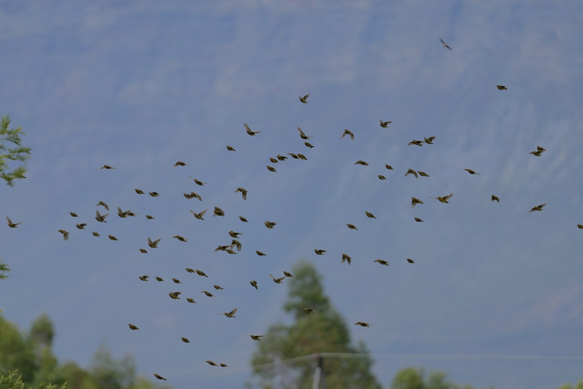 Cape Weaver - ML647888916