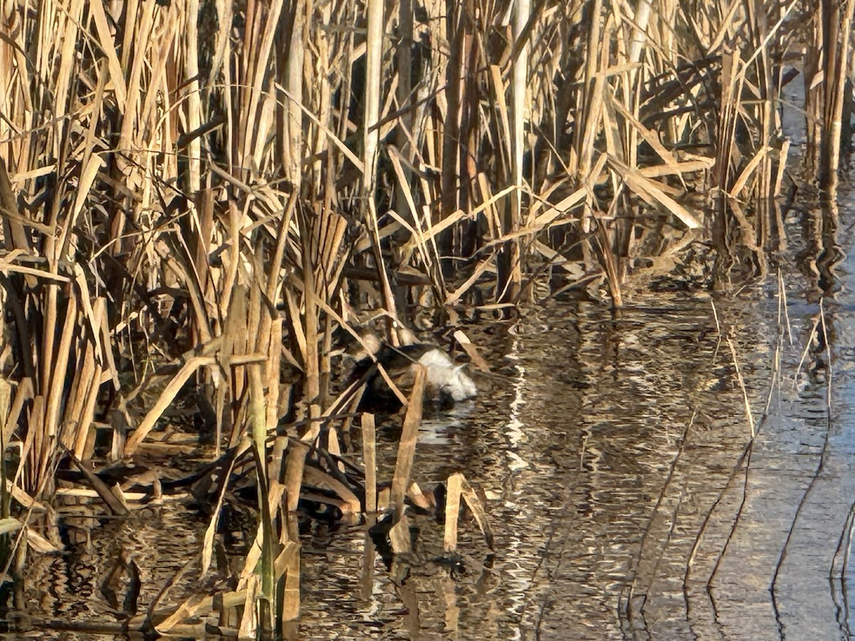 Little Grebe - ML647888917