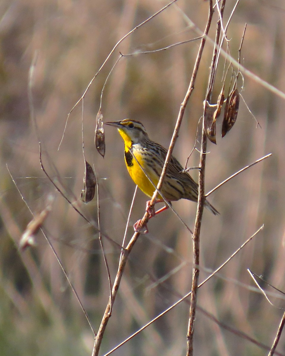 Eastern Meadowlark - ML647888918