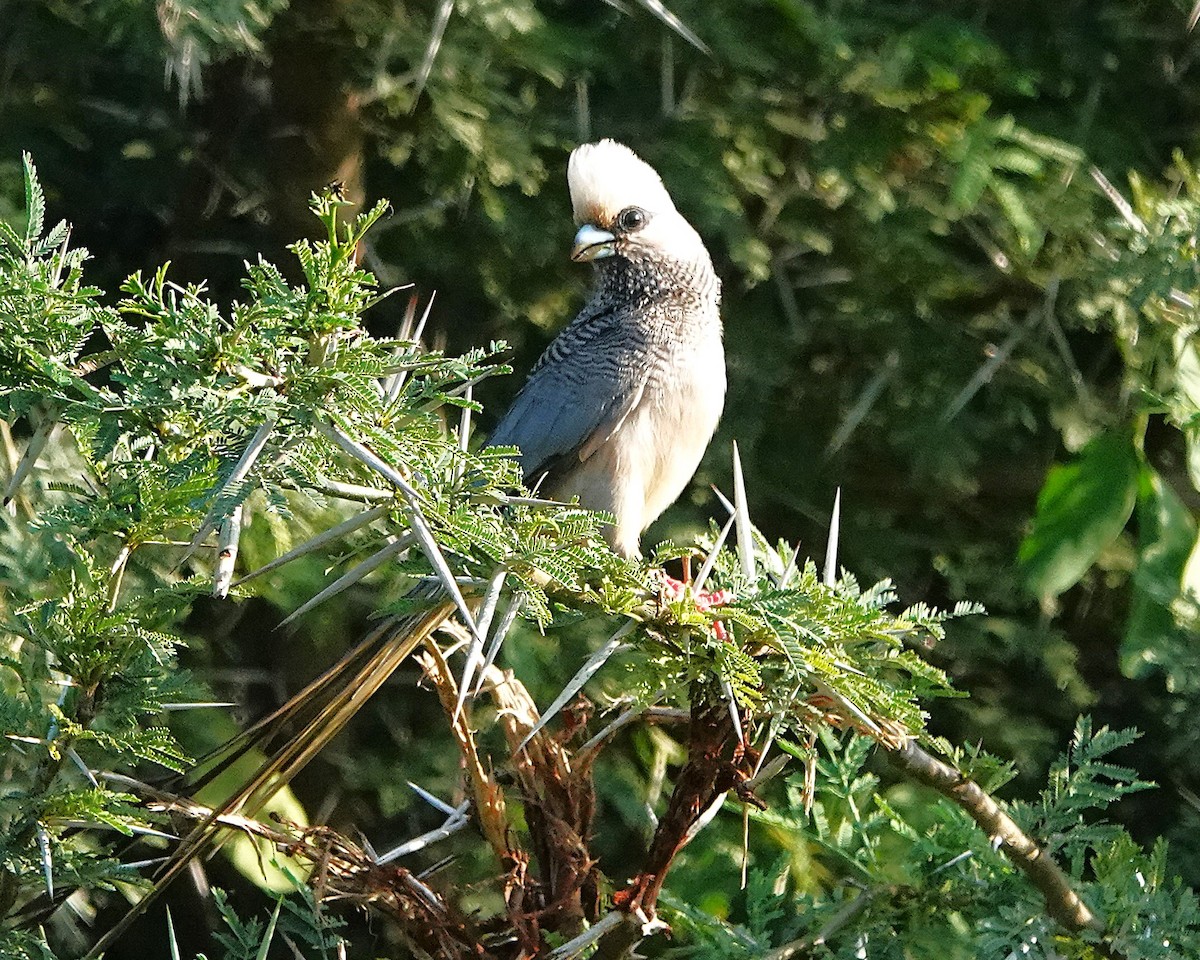 White-headed Mousebird - ML647888919