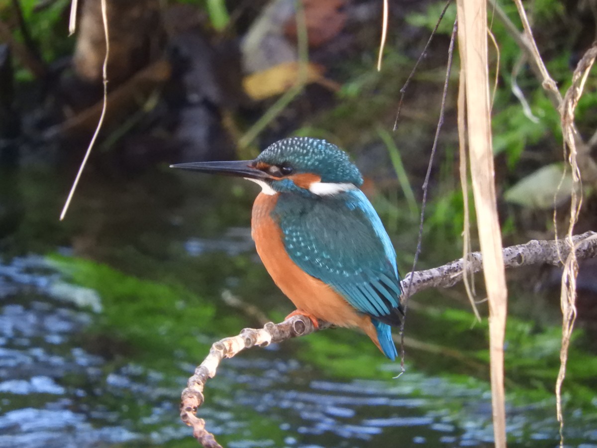 Common Kingfisher - ML647888923