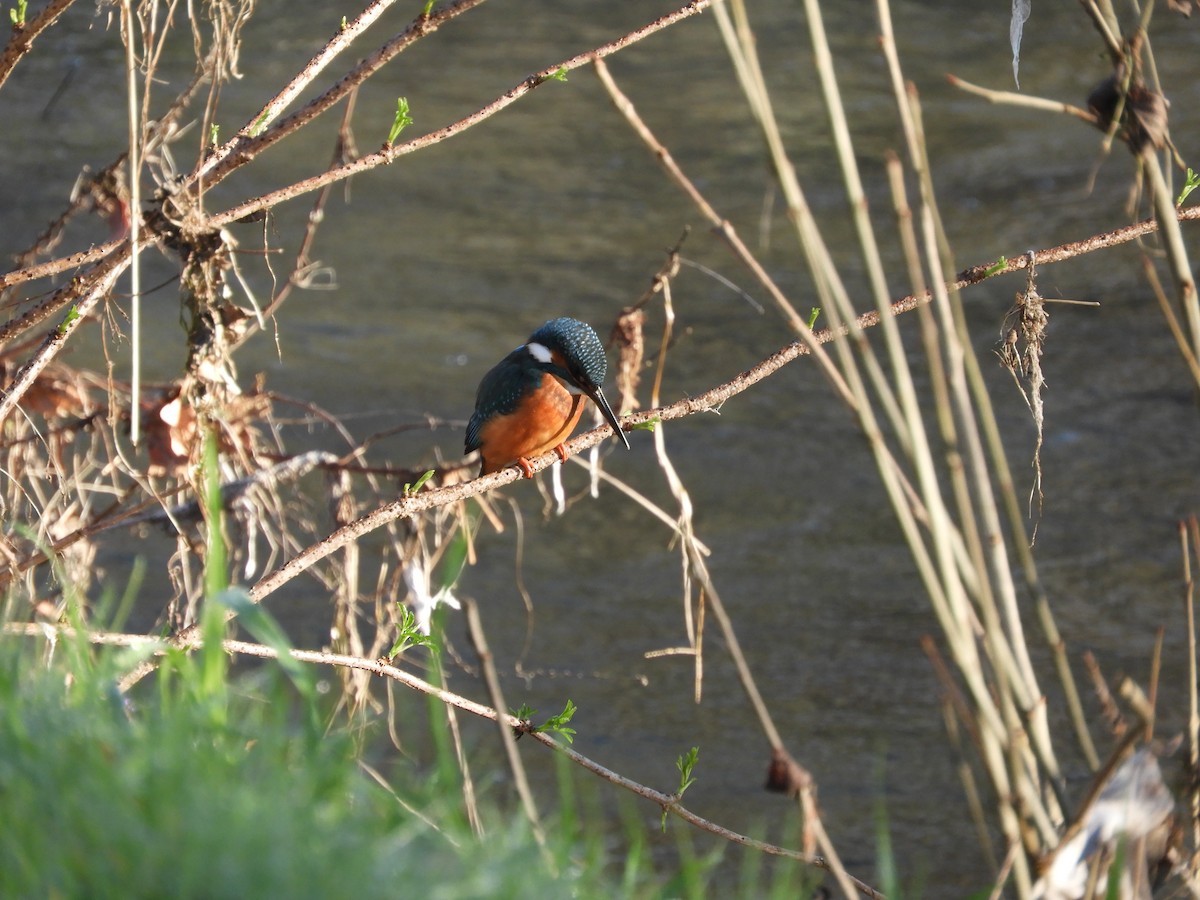Common Kingfisher - ML647888925
