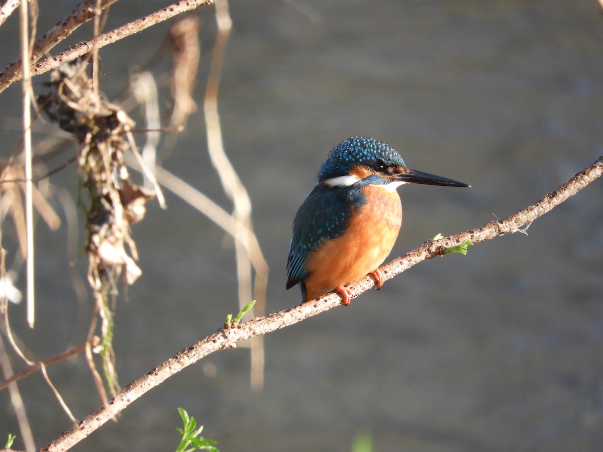 Common Kingfisher - ML647888926