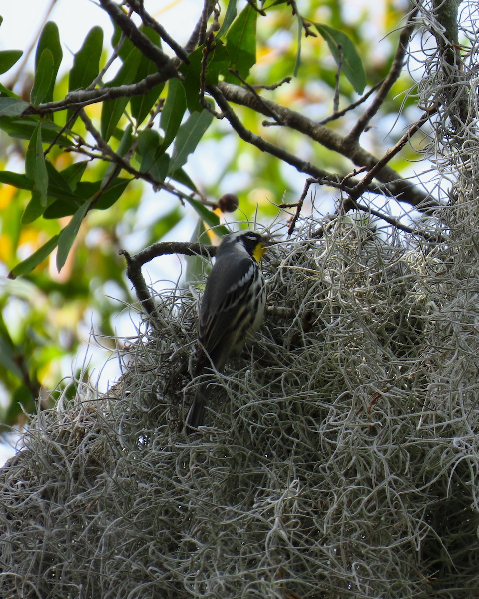 Paruline à gorge jaune - ML647888945