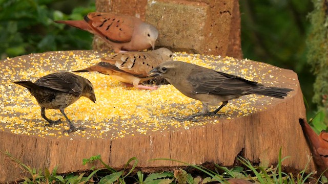 Вашер синій - ML647888950