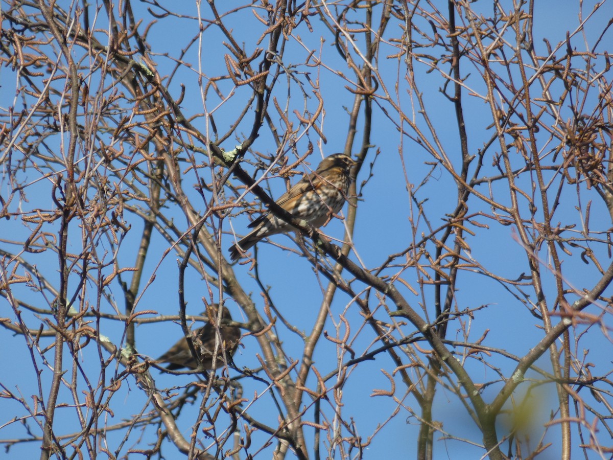 Rotdrossel - ML647888959