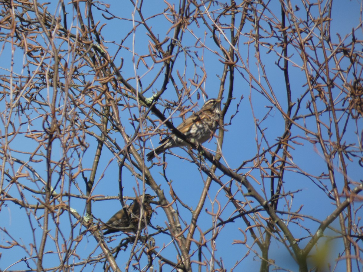 Rotdrossel - ML647888960