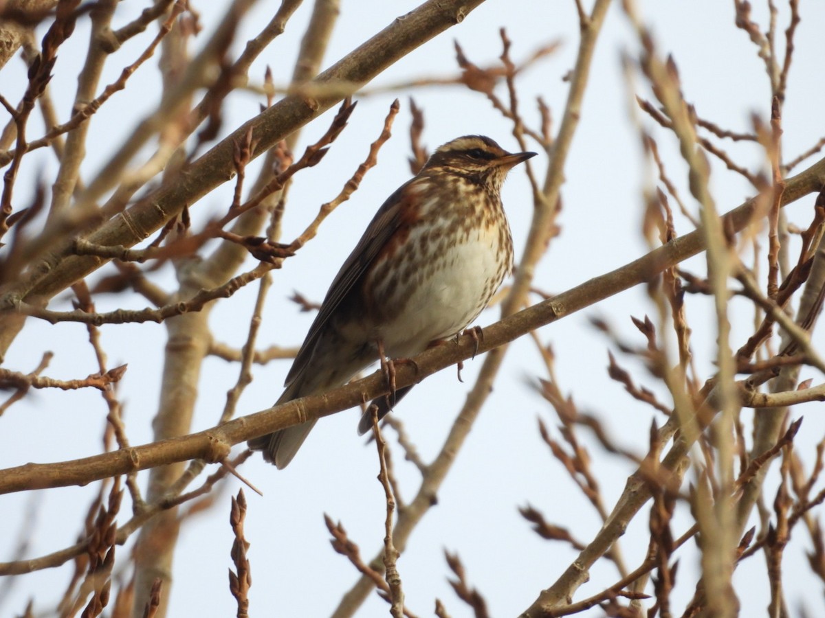 Rotdrossel - ML647889013