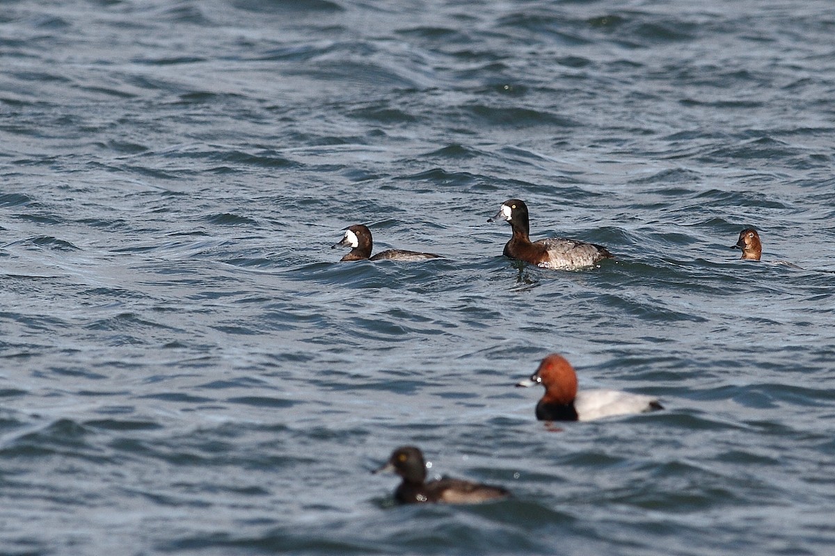 Морская чернеть - ML647889067