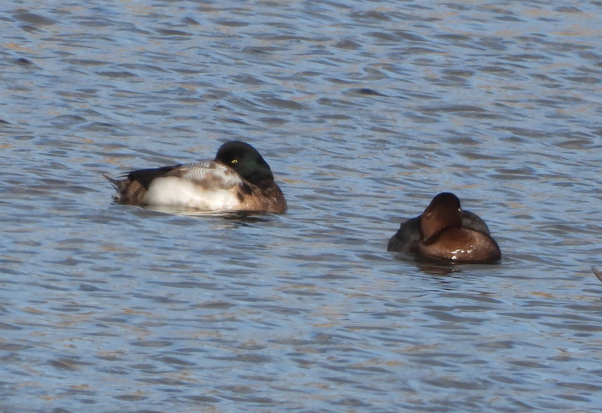 Морская чернеть - ML647889155