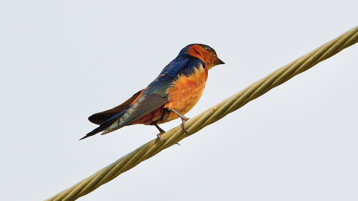 Ланкийская ласточка - ML647889156