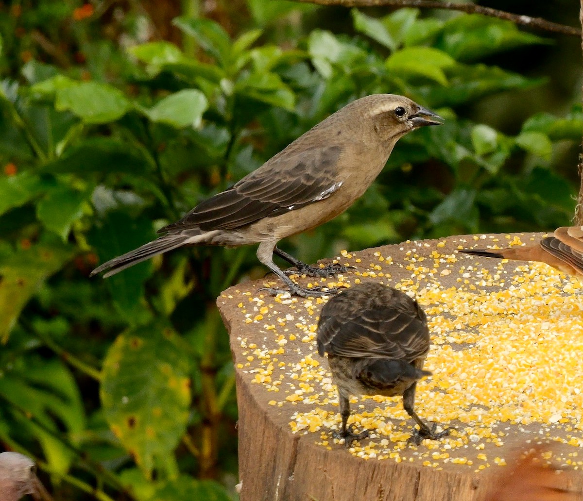 Блестящий трупиал - ML647889157