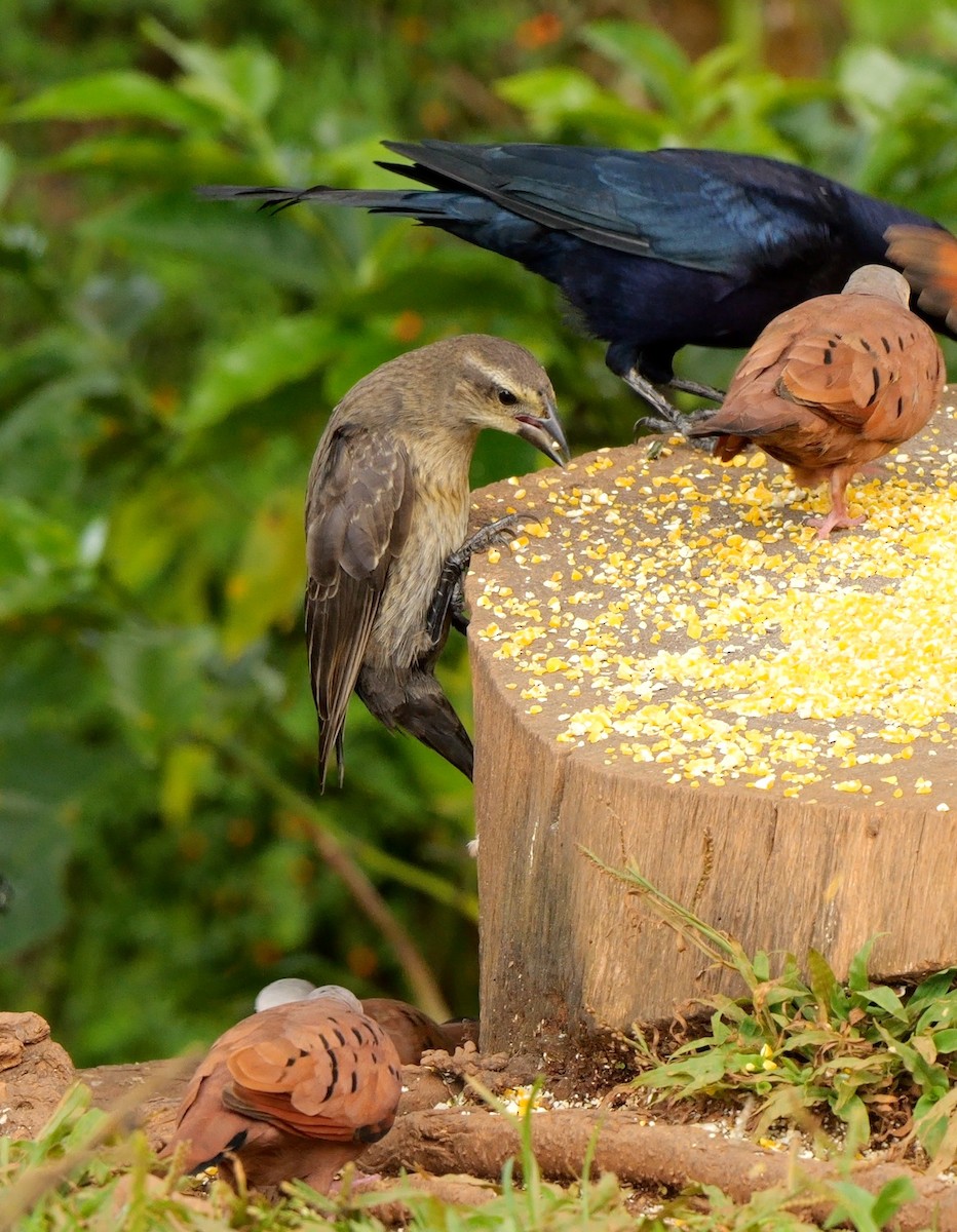 Блестящий трупиал - ML647889158