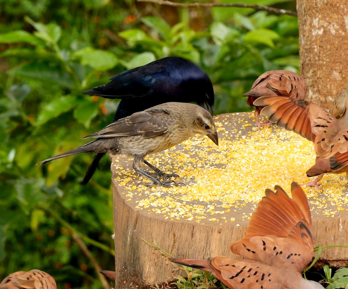 Блестящий трупиал - ML647889159