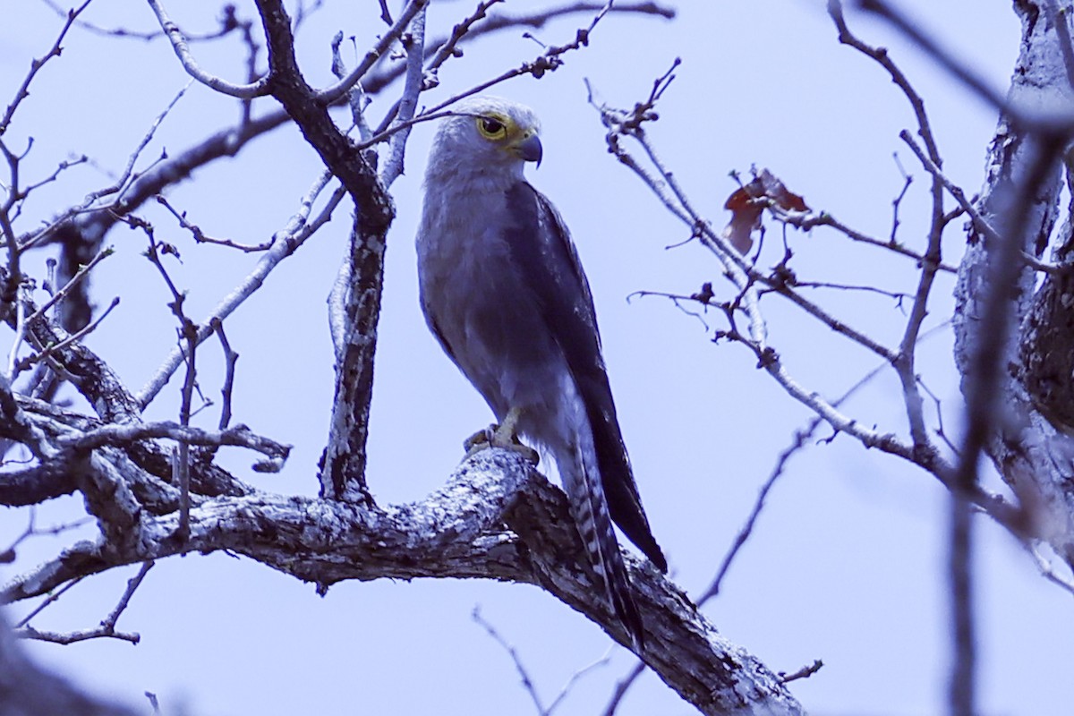 Темноспинная пустельга - ML647889160