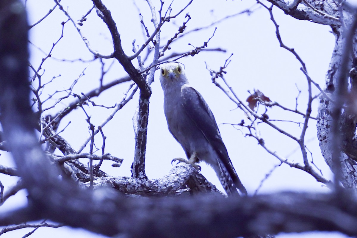 Темноспинная пустельга - ML647889163