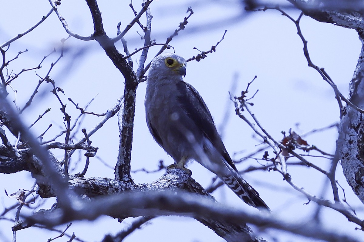 Темноспинная пустельга - ML647889164