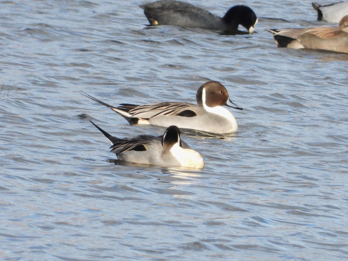 Шилохвость - ML647889165