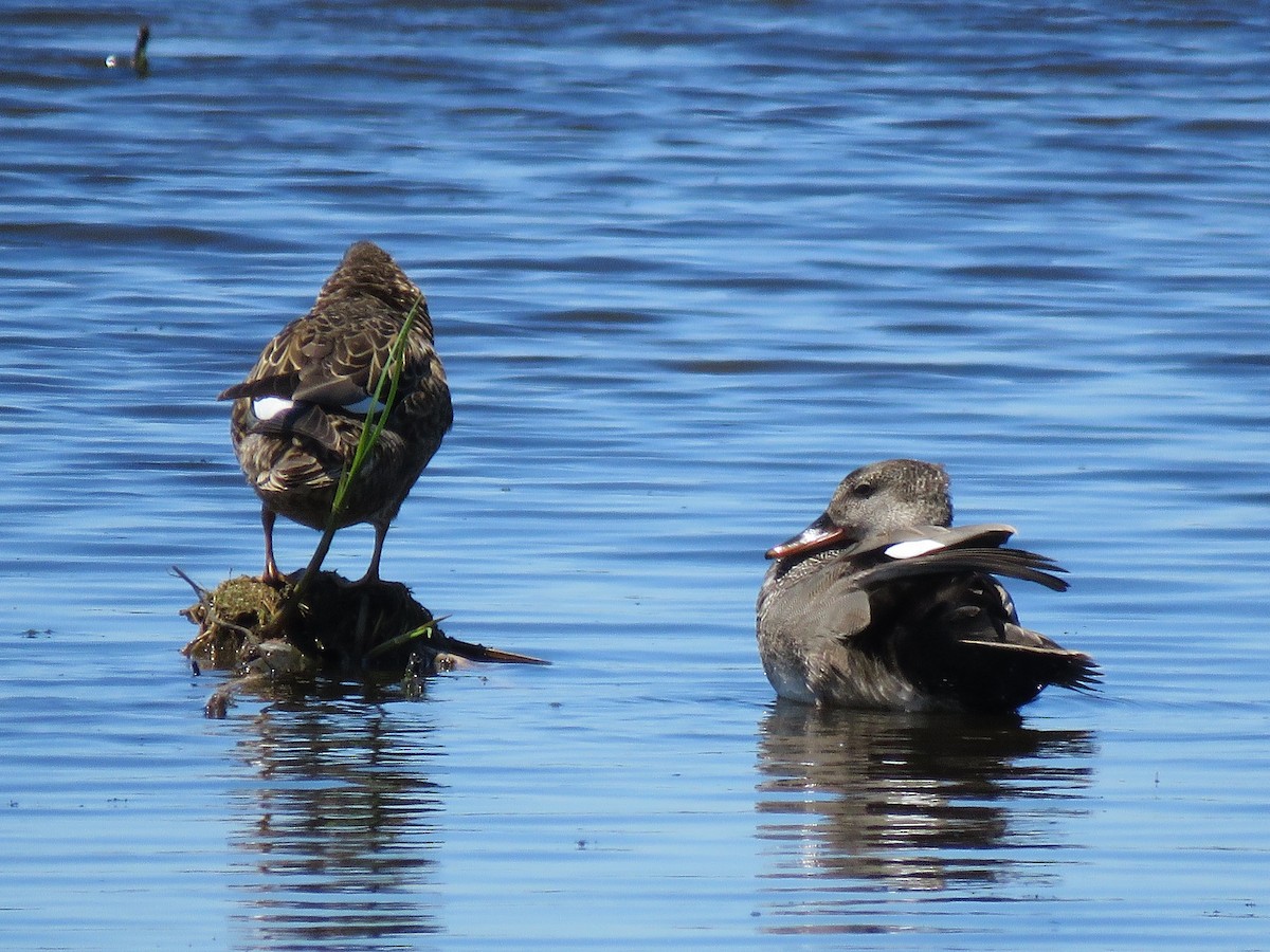 Серая утка - ML647889166