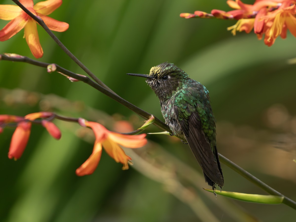 Изумрудный металлохвост - ML647889167