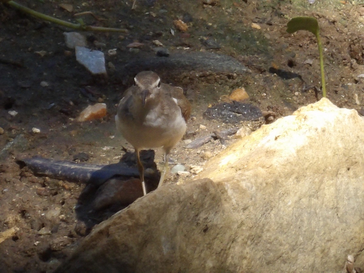 Пятнистый перевозчик - ML647889168