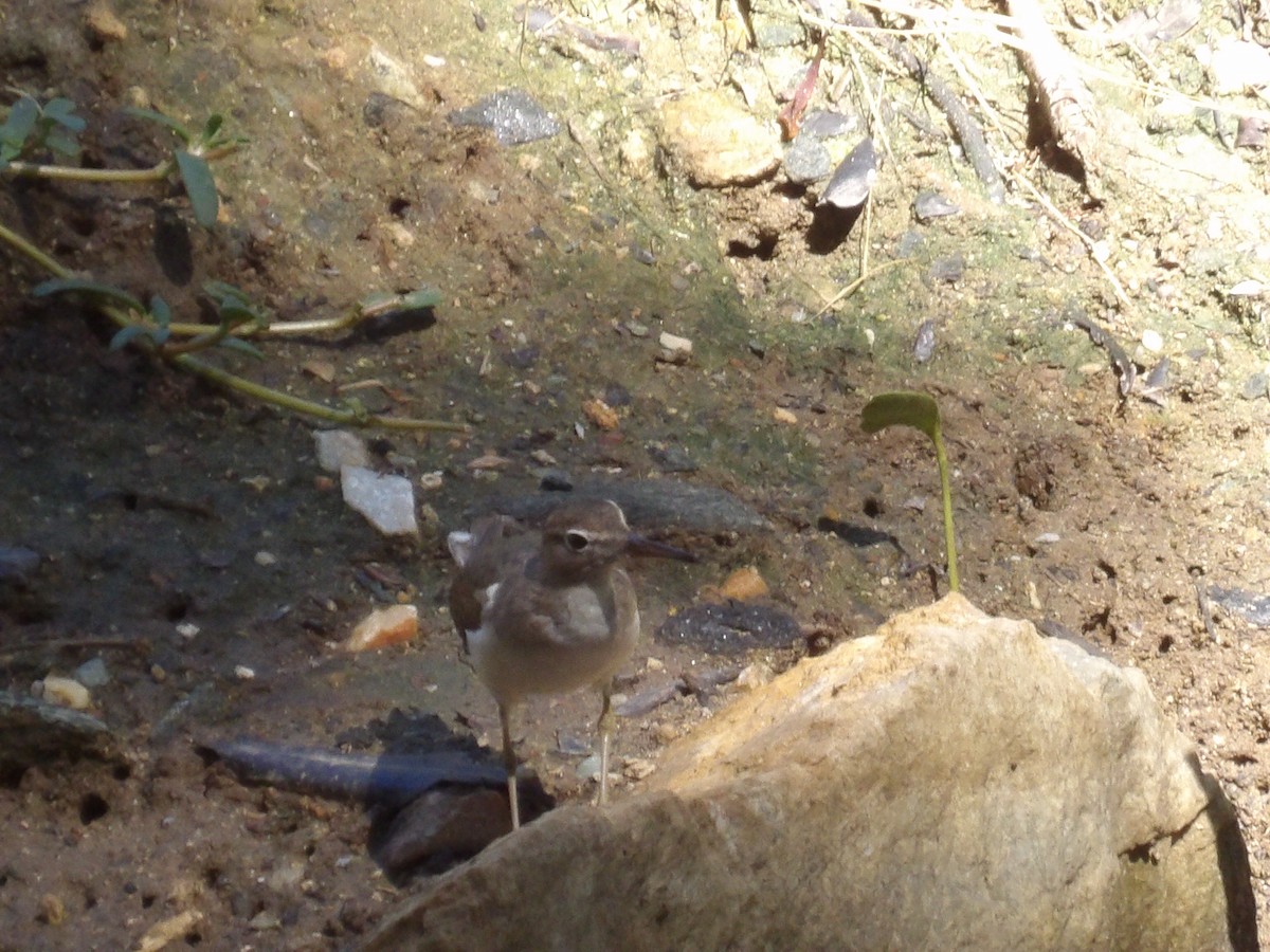 Пятнистый перевозчик - ML647889169