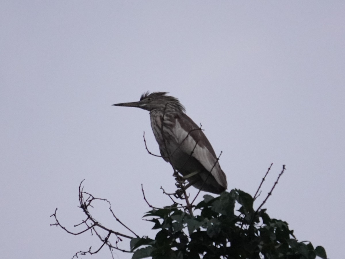 Белокрылая цапля - ML647889170