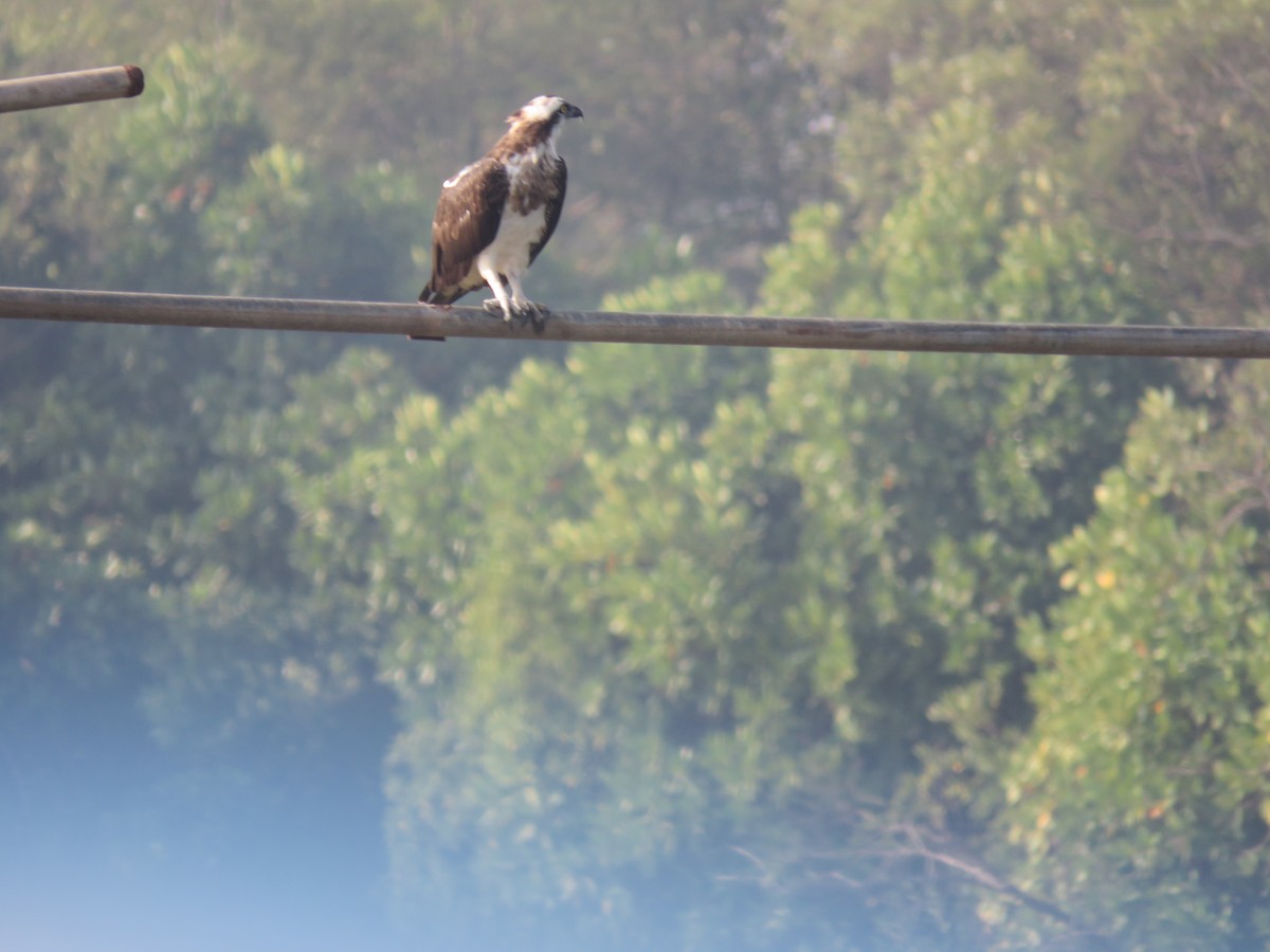 Скопа - ML647889171