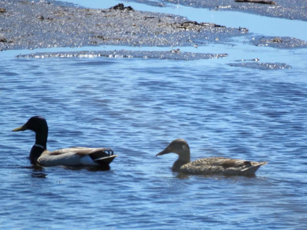 Кряква - ML647889173