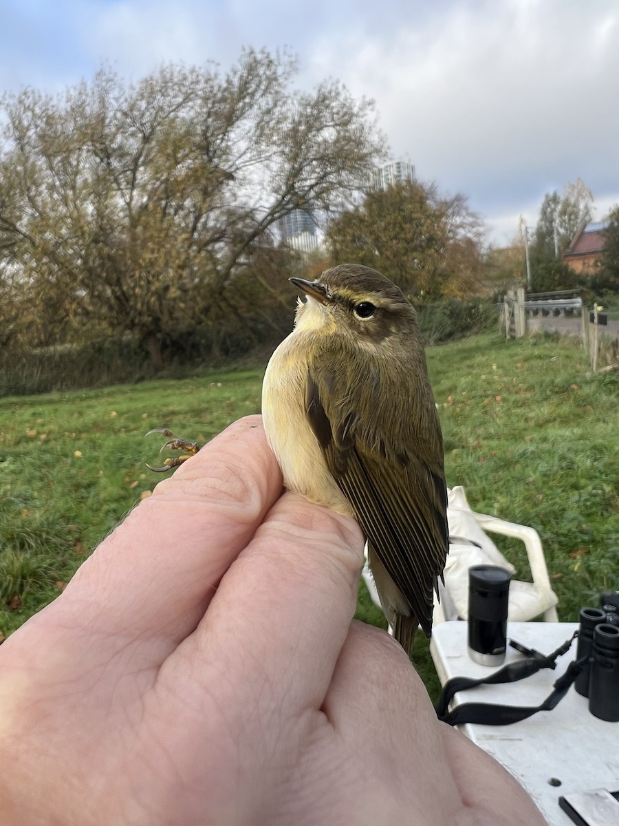 Пеночка-теньковка - ML647889174