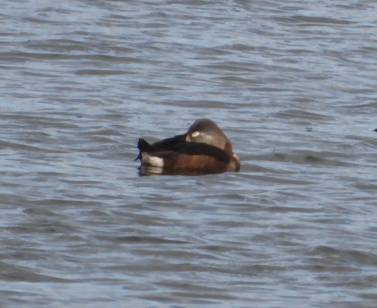 Кольчатая чернеть - ML647889175