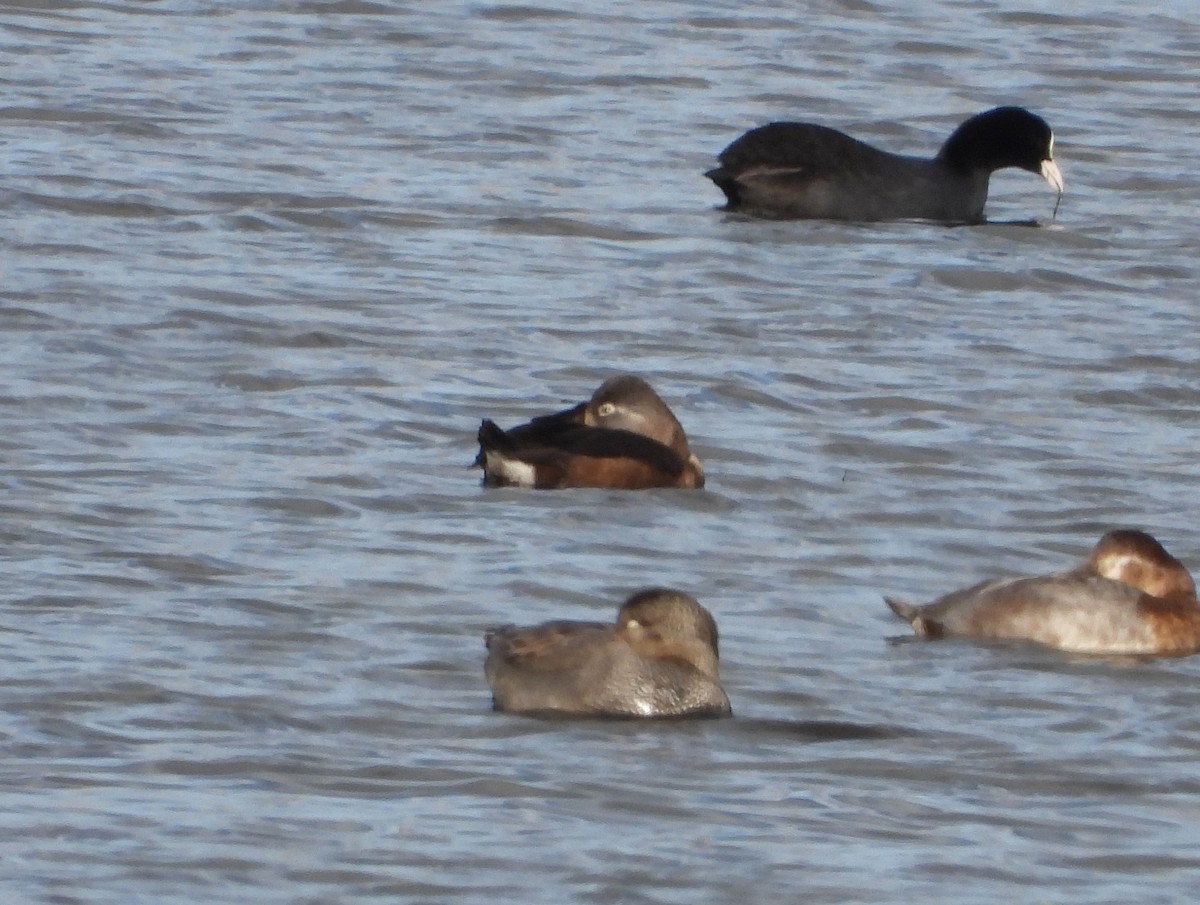 Кольчатая чернеть - ML647889176