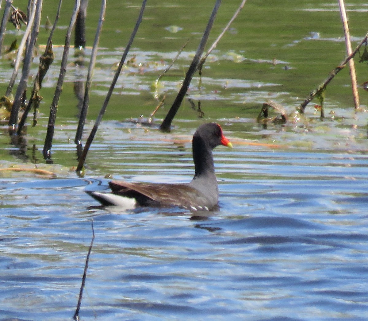 Американская камышница - ML647889177