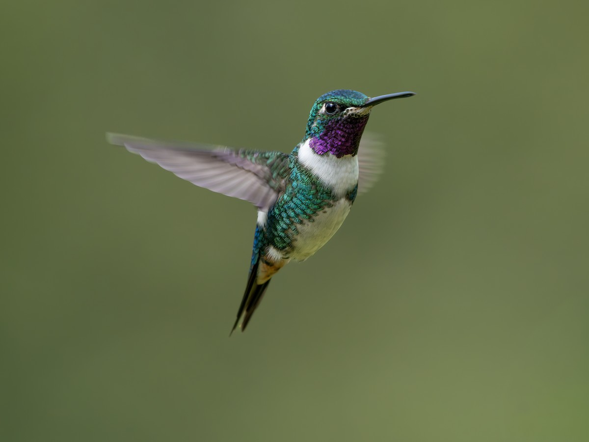 Острохвостый эльф - ML647889178