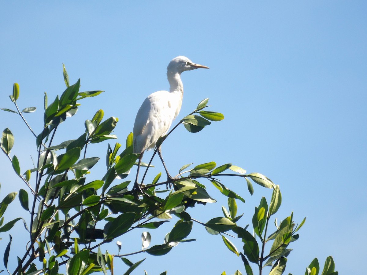 Египетская цапля - ML647889179