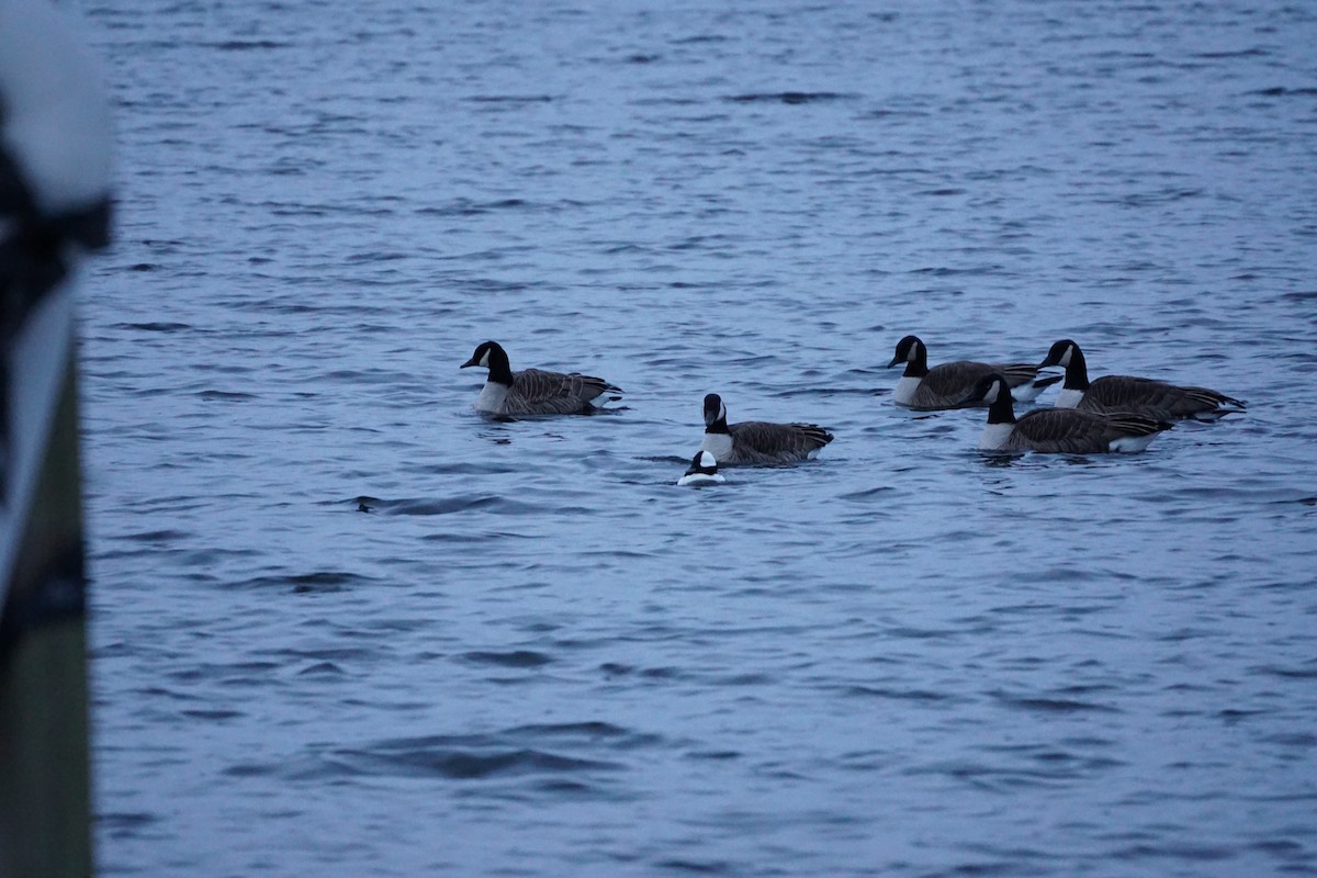 Капюшоновый крохаль - ML647889180