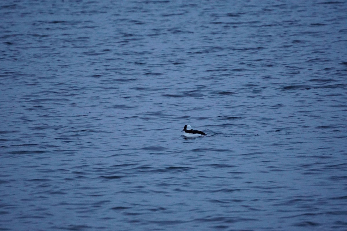 Капюшоновый крохаль - ML647889181