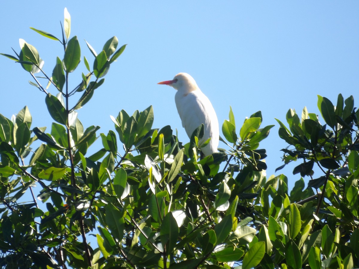 Египетская цапля - ML647889182