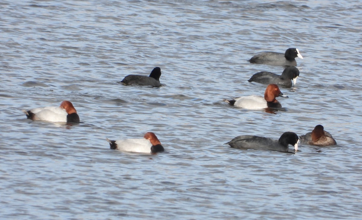 Красноголовый нырок - ML647889184