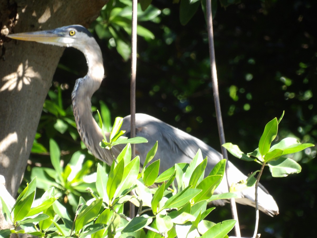 Большая голубая цапля [группа herodias] - ML647889185